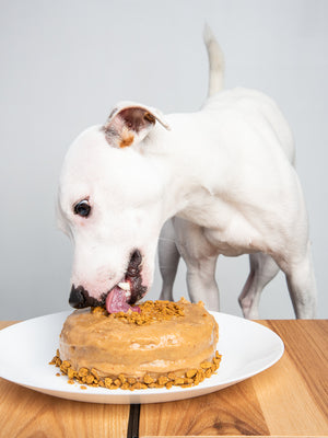 Round Dog Cake